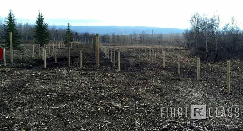 Yamnuska-10ft-game-fence