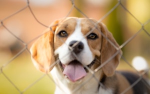 Dog kennel fencing