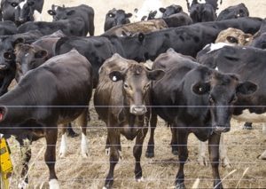 Livestock farm fencing