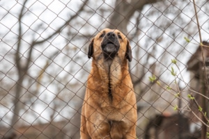 Outdoor dog fence in Calgary