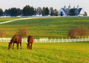 Horse Fence in Calgary