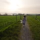 Farm fence